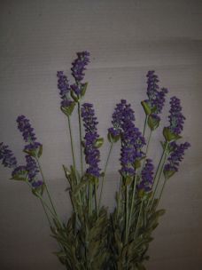 RAMO LAVANDA X 3 MIN 24