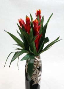 GUZMANIA 21'' ROSSO 102 MIN 6 CM 50