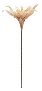 SINGLE GUZMANIA CHAMPAGNE Ø CM 34X91 MIN 6