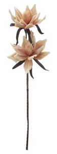 MAGNOLIA SIEBOLDI SPRAY X2 CHAMPAGNE CM 34X26X120 MIN 6
